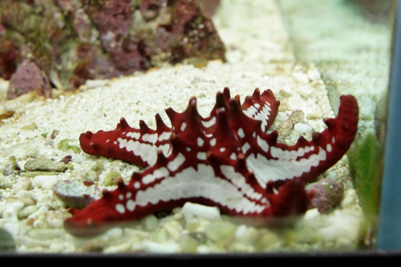Protoreaster lincki (red-spined starfish), Aquarium.jpg - Protoreaster lincki (red-spined starfish)